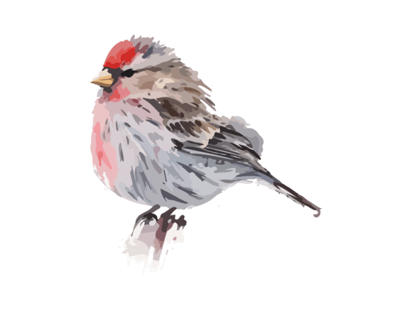 Floral Watercolor Bird SVG Clipart Print: Graphics and Illustrations Review