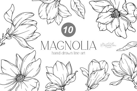 MAGNOLIA LINE DRAWING, Floral Line Art Graphics and Illustrations